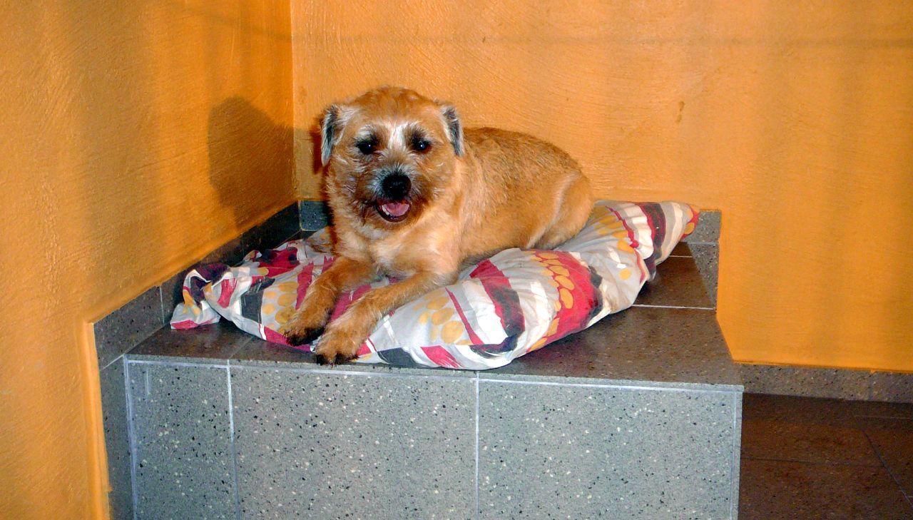 Hundepensiont Dustin